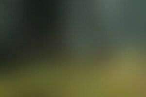Фотография VR-квеста The Forest от компании VR Center (Фото 1)